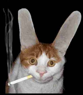 salut